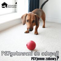 PSYgotowani do adopcji – PSYjemne zabawy z psem 