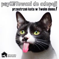 psyKOTowani do adopcji – przestrzeń kota w Twoim domu 