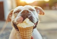 Czy pies może jeść lody? Letnie przysmaki pod lupą